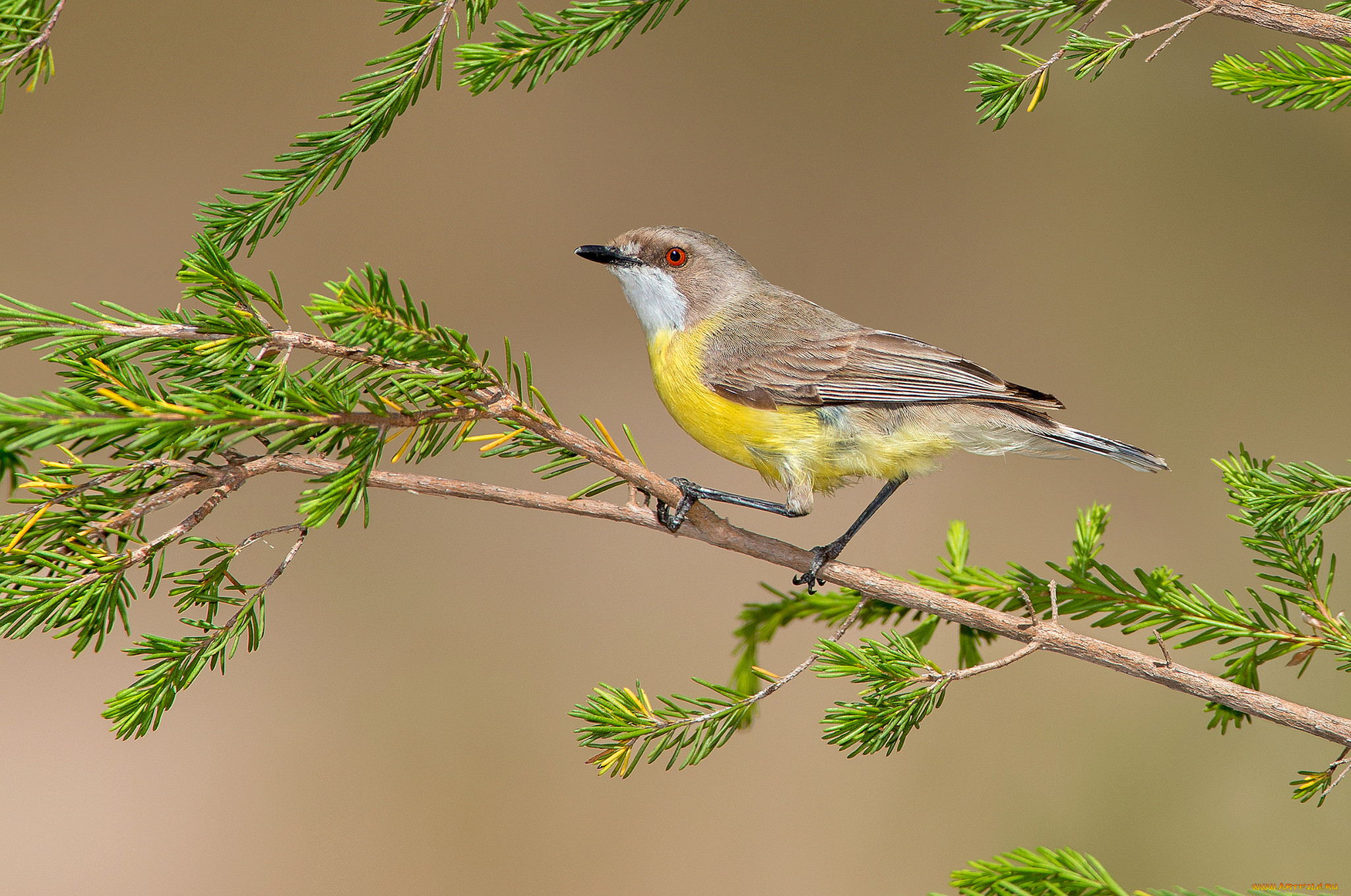 white-throated gerygone, , , 